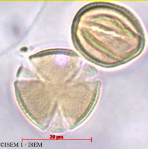Amorpha fruticosa - lame n° 29403